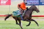 2013 Melbourne Cup Preparations Continue For Brown Panther