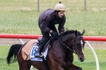 Mount Athos New 2013 Melbourne Cup Betting Favourite