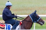 Melbourne Cup Hopeful Red Cadeaux Travels Well