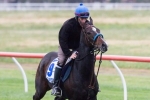 Melbourne Cup runner Simenon completes solid workout at Werribee