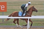 Hong Kong Cup 2015: Williams Delighted With Criterion Hong Kong Cup 2015: Williams Delighted With Criterion