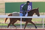 Gailo Chop’s Mackinnon Stakes Odds tumble Gailo Chop’s Mackinnon Stakes Odds tumble