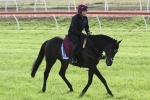 Money For Kingfisher In Melbourne Cup Betting Money For Kingfisher In Melbourne Cup Betting