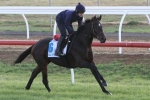 Willie Mullins dreams of winning Melbourne Cup with Max Dynamite Willie Mullins dreams of winning Melbourne Cup with Max Dynamite