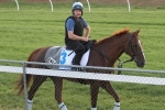 Dunlop Confident Fame Game Is No Melbourne Cup Certainty Dunlop Confident Fame Game Is No Melbourne Cup Certainty