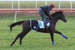 Complete 2015 Melbourne Cup Form Guide Complete 2015 Melbourne Cup Form Guide