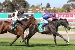 Geelong Cup winner Prince Of Arran sweating on Melbourne Cup penalty