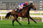 Avienus back on track for 2011 Railway Stakes