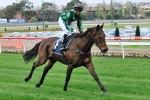 Injury Forces Melbourne Cup Contender Alcopop Out Of Spring Injury Forces Melbourne Cup Contender Alcopop Out Of Spring