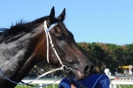 Black Caviar Made Eligible For Patinack Farm $600k Bonus Black Caviar Made Eligible For Patinack Farm $600k Bonus