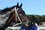 Black Caviar arrives at Newmarket safely