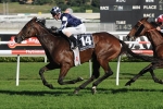 Shamrocker Has Tough Road To Winning Double Shamrocker Has Tough Road To Winning Double