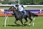Hidden Gem In Premier’s Cup Field Hidden Gem In Premier’s Cup Field