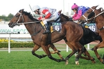 See The World to back up in Winter Stakes