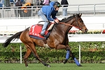 Cirrus Des Aigles withdrawn from Hong Kong Cup