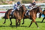 Folding Gear into Caulfield Cup with Naturalism win
