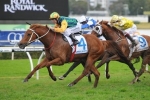 Tiger Tees to bypass Newmarket Handicap for Gold Coast Stakes