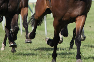 Undefeated Queen Hunts History: Autumn Glow Heads Hot 2025 Golden Eagle Field